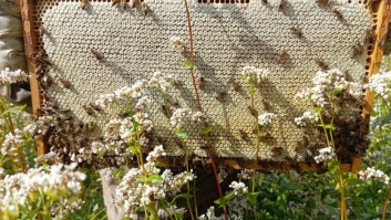 Biškopības produkcija